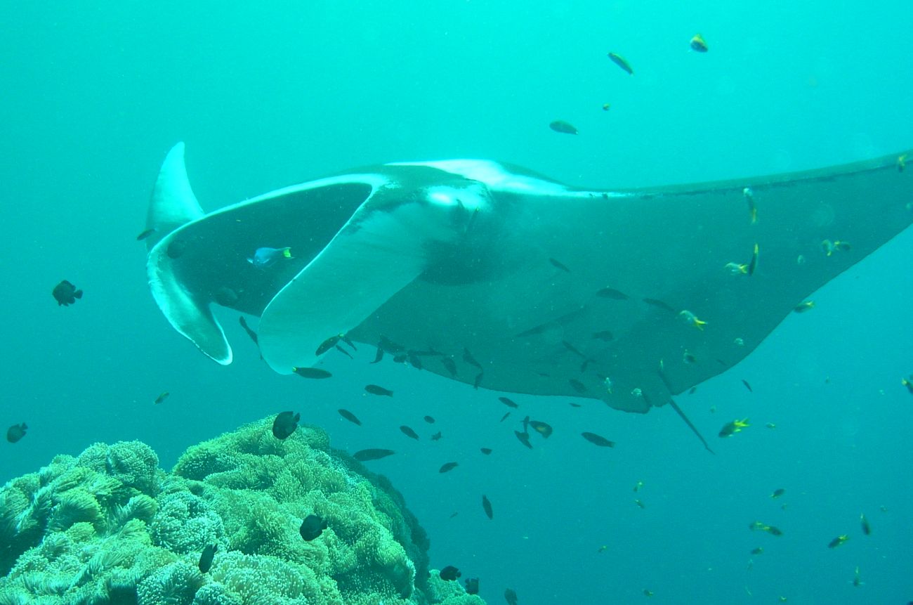 manta