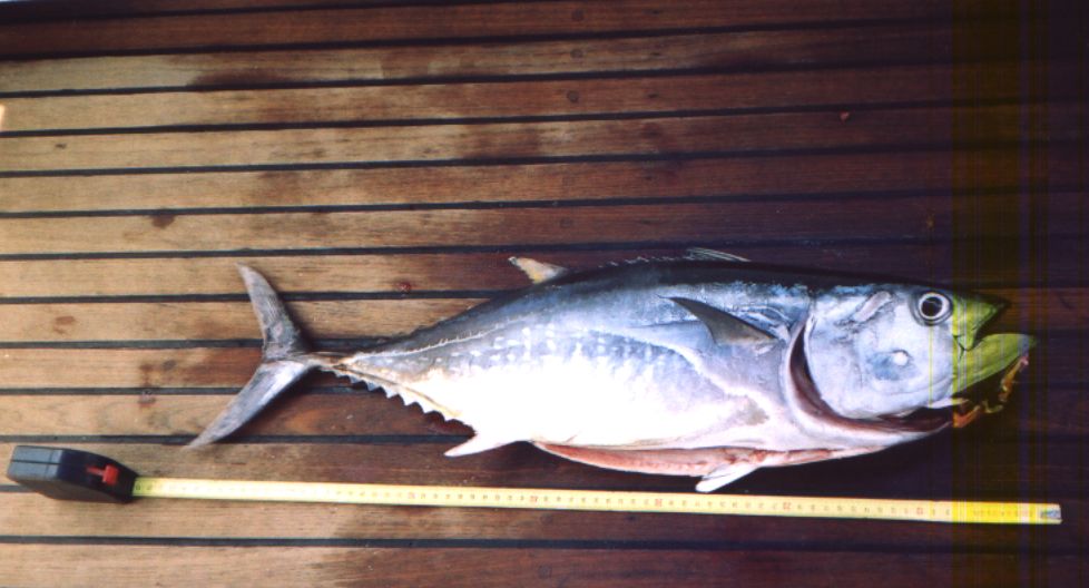 rumenoplavuta tuna 73 cm